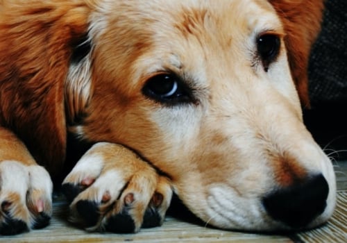 Hoe lang duurt het voordat een hond iemand vergeet?